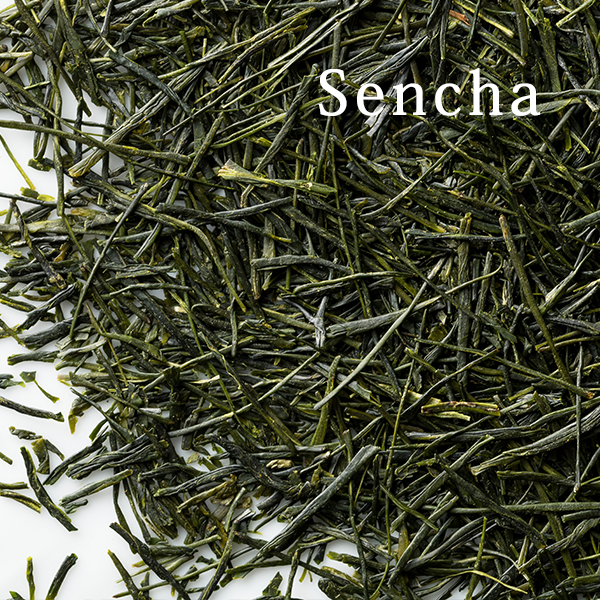 Sencha